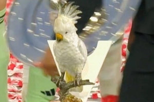 kaiyun.com-餐厅鹦鹉饰品现身夺冠庆典，拜仁众将都不承认是自己“偷”的